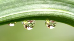 Leaves nature grass wall Green floral water drops flora