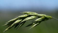 Leaves nature grass wall Green floral water drops flora
