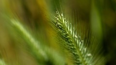 Leaves nature grass wall Green floral water drops flora