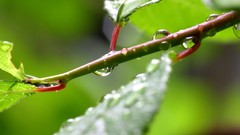Leaves nature grass wall Green floral water drops flora