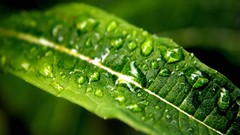 Leaves nature grass wall Green floral water drops flora