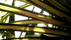 Leaves nature grass wall Green floral water drops flora