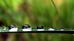 Leaves nature grass wall Green floral water drops flora
