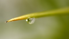 Leaves nature grass wall Green floral water drops flora