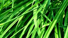 Leaves nature grass wall Green floral water drops flora