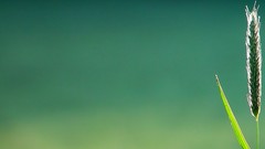 Leaves nature grass wall Green floral water drops flora