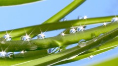 Leaves nature grass wall Green floral water drops flora