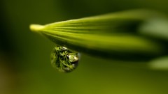 Leaves nature grass wall Green floral water drops flora