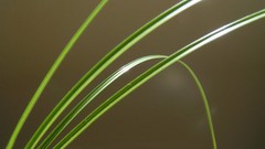 Leaves nature grass wall Green floral water drops flora