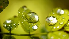 Leaves nature grass wall Green floral water drops flora