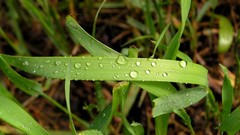 Leaves nature grass wall Green floral water drops flora