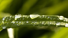 Leaves nature grass wall Green floral water drops flora
