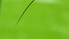 Leaves nature grass wall Green floral water drops flora