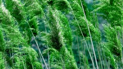 Leaves nature grass wall Green floral water drops flora