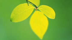 Leaves nature Green