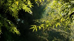 Leaves nature Green bamboo sunlight forests