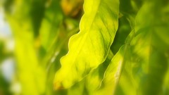 Leaves nature Green close-up
