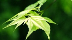 Leaves nature Green drop