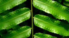 Leaves nature Green Ferns