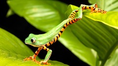 Leaves nature Green Frogs wildlife amphibians