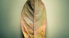 Leaves nature Green Herbs organic