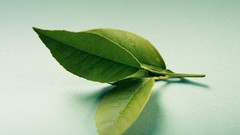 Leaves nature Green Herbs organic