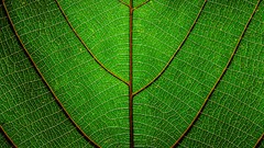 Leaves nature Green indian