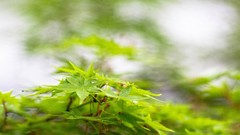 Leaves nature Green Kyoto