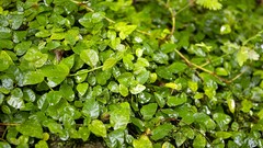 Leaves nature Green Plants