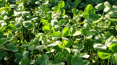 Leaves nature Green Plants