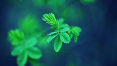 Leaves nature Green Plants close-up