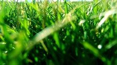 Leaves nature Green sheet