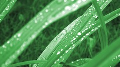 Leaves nature Green sheet