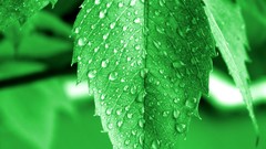 Leaves nature Green sheet