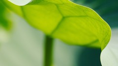 Leaves nature Green sheet minimalistic