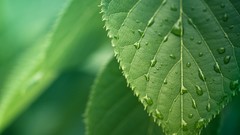 Leaves nature Green water drops