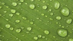 Leaves nature Green water drops