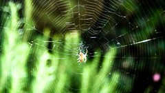 Leaves nature Green web spider webs