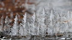 Leaves nature ice close-up
