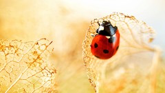 Leaves nature insects ladybirds