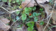 Leaves nature ladybirds