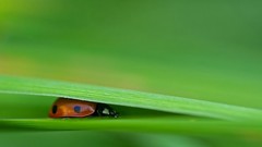 Leaves nature ladybirds