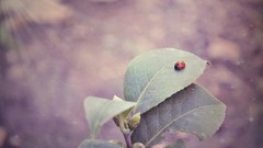 Leaves nature ladybirds