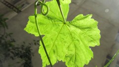 Leaves nature leaf iran