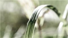 Leaves nature macro depth