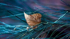 leaves nature macro Plants outdoors fallen leaves