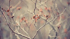 leaves nature macro Trees branch Plants