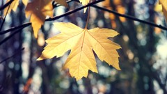 Leaves nature maple-leaf bokeh sunlight blurred background