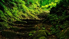 Leaves nature moss Ferns stairways