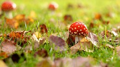 Leaves nature mushrooms fallen leaves
